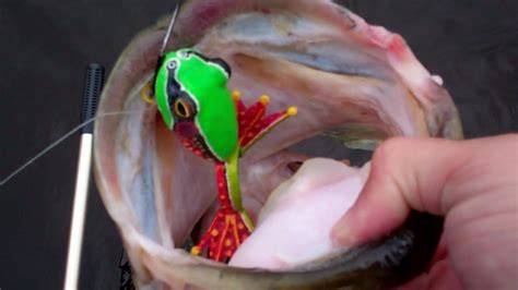 Top Water Frog Bass Fishing With Custom Painted Frogs By Capt Ken