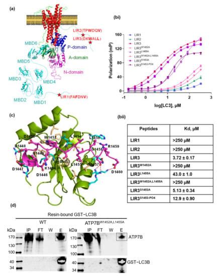 Cells Free Full Text Direct Interaction Of Atp7b And Lc3b Proteins