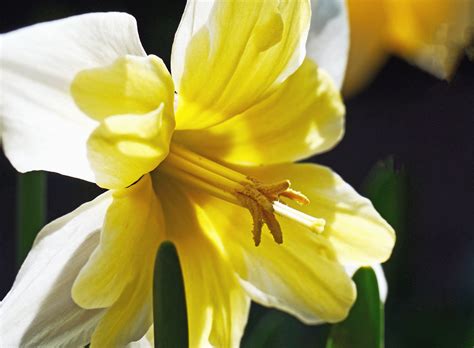Free Picture Daffodil Flower Petal Pistil Garden Flora Leaf