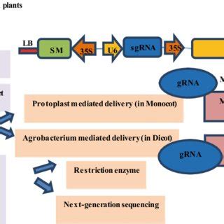 2 Overview Of Generalized Method For CRISPR Cas9 Based Gene Editing In