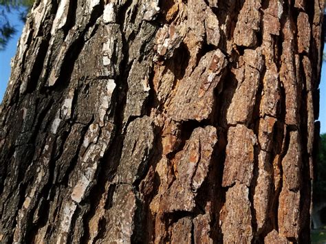 Tree Bark Background Free Stock Photo Public Domain Pictures