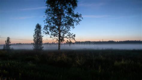 A Field With Fog And A Lone Tree At Dawn Stock Image Image Of Evil