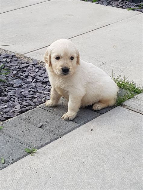 Are golden retrievers good family dogs? Golden Retriever Puppies For Sale | Idaho Springs, CO #281513