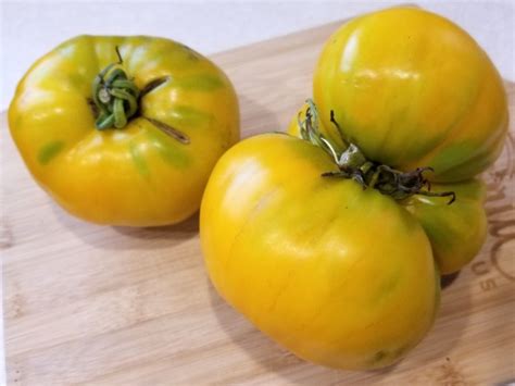 Tomato Yellow Brandywine Seeds Certified Organic Garden Hoard