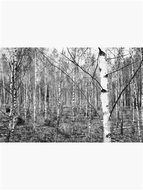 Young Birch Tree Forest Black And White Poster For Sale By Robert