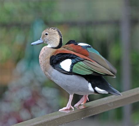 Pictures And Information On Ringed Teal