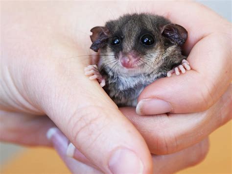 Help Iconic Mountain Pygmy Possum Global Generos