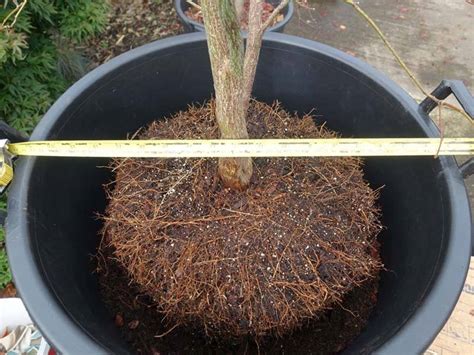 How To Transplant A Potted Japanese Maple World Of Garden Plants