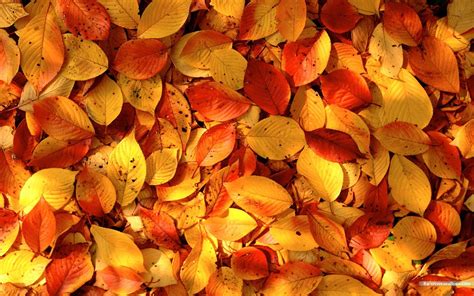 Fall Leaves Wallpaper Collection Pixelstalknet