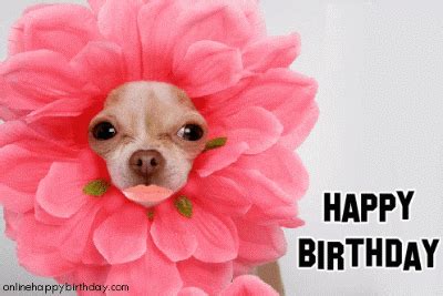 Flowers, balloons, birthday cakes, funny gifs and much more. The dog in world: Dogs and flower