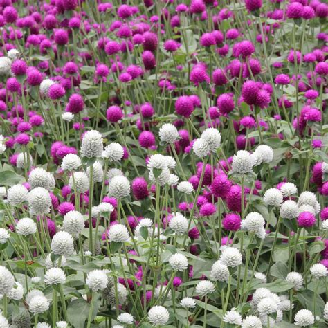 Globe Amaranth Tall Mix Seeds The Seed Collection