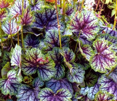 And because different perennials bloom at different times, you can create a dynamic garden that. Heucheras, the "new hostas" for shady spots. So colorful ...