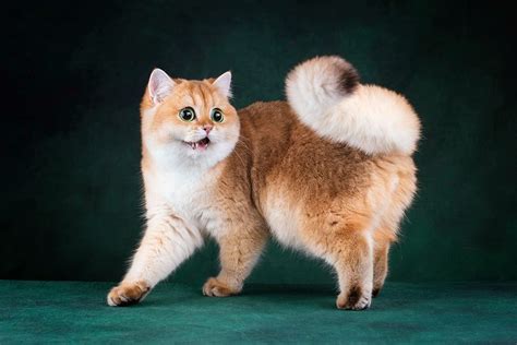 Порода кошек золотая шиншилла фото описание шотландской британской