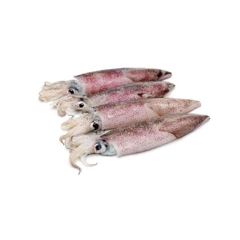 Fresh Squid 1kg