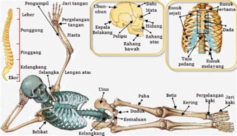 Penting Gambar Organ Gerak Aktif