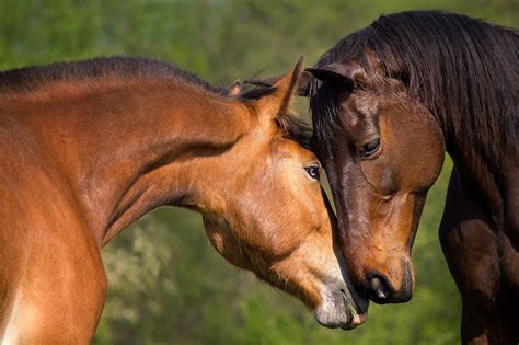 Horse Love · Equis Save Foundation