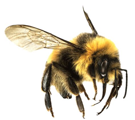 Bee Png 7 Png All Png All