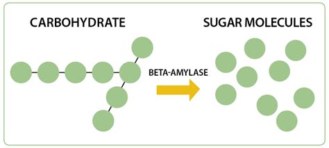The Deal With Digestive Enzymes and Your Dog