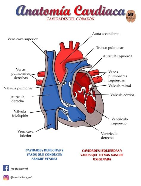 Cavidades Del Corazón Anatomia Cardiaca Anatomía Cuerpo Humano