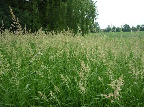 Reed Canary Grass (Phalaris arundinaces): Management Guide - Wisconsin ...