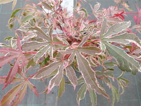 Pépinière Dérable Du Japon Acer Palmatum Pink Passion — Plantamus