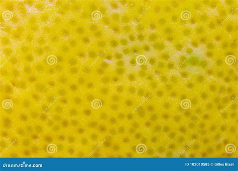 Lemon Skin Stock Image Image Of Closeup Decorative 102010585