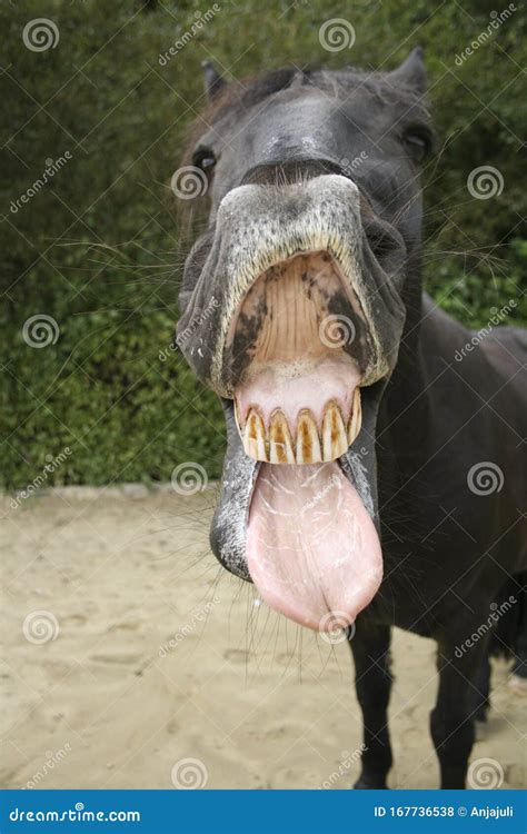 Funny Horse Smile And Making Faces Frontal In Camera Stick Out Tongue