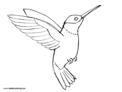 Flying Hummingbird Coloirng Pages Free Printable Coloring Pages