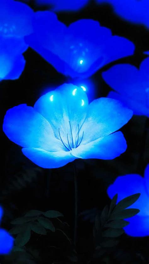 720p Free Download Blue Flowers Blue Flowers Flower Flowers Spain