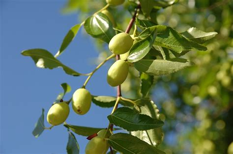 Growing A Jujube Tree In Hot Dry Climates Garden Of Luma