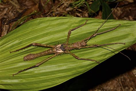 Spiny Stick Insect Phasmid Male Project Noah