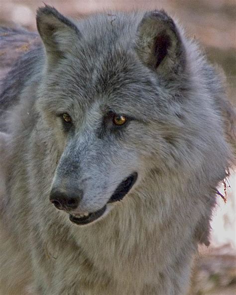 Gray Wolf Canis Lupus Mammal