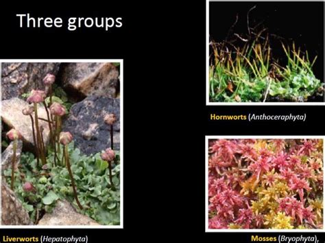 Bryophytes