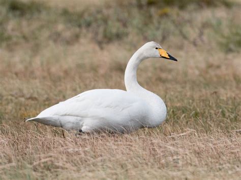 Whooper Swan Profile Traits Facts Range Diet Breeding
