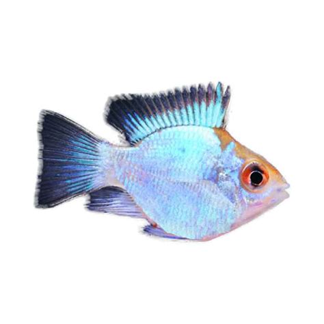 Temukan berbagai macam gambar ikan hias yang bisa anda jadikan koleksi untuk memenuhi aquarium. Jual Produk Ikan Hias Air Tawar Ballon Blue Ramerezy | Sikumis