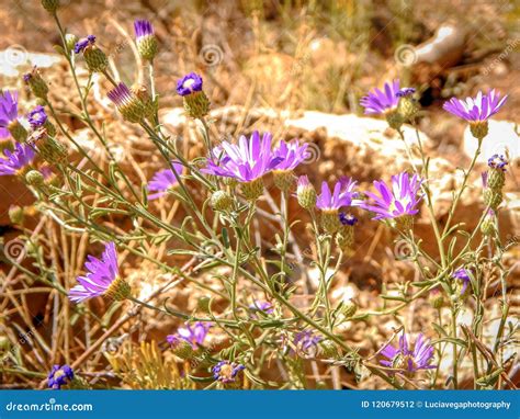 Tiny Purple Blooms In The Desert Stock Photo Image Of Close Cactus