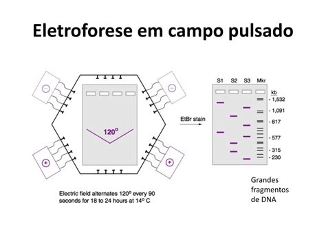 Eletroforese De Proteinas Alterado