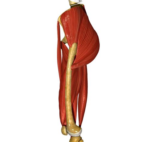 The muscles that occupy the fossa, just above the spine of the scapula are the trapezius muscles. Back Pain Relief through Outer Hip Muscle Stretching