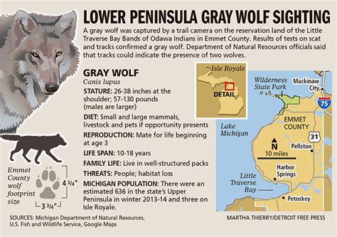 Gray Wolf Confirmed In Northern Lower Peninsula