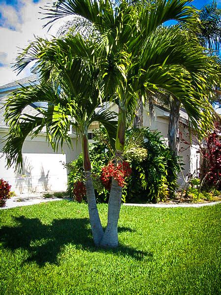 Christmas Palm Trees For Sale Online The Tree Center™