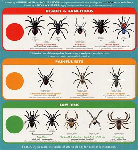 Pin By Yessi Fukuhara On Florida Types Of Spiders Spider