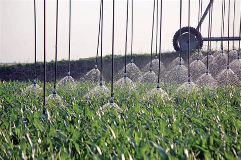 Close Spacing Bubbler Shorud Corn Irrigation2 Senninger Irrigation