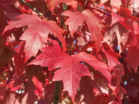 Find & download free graphic resources for tree silhouette. Red Maple Tree Leaves, Maple Tree with Vibrant Red Leaves ...