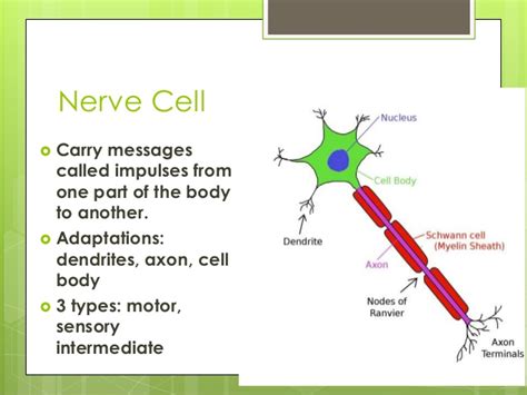 Role of co2 in animal cell culture slideshare. Cells and cell specialization