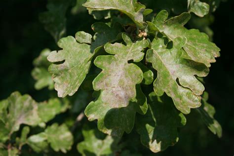 Oak Tree Diseases A Guide To Identification And Treatment A Plus Tree