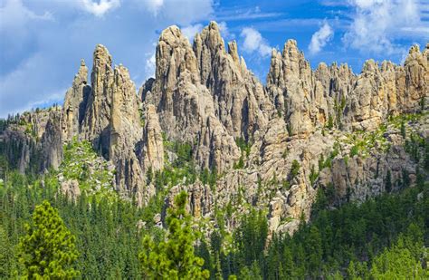 Spring Has Sprung In South Dakotas Custer State Park A Prime