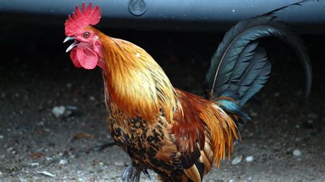 Some of the info from other regions may be equally applicable. What Is the Difference Between a Hen and a Rooster ...