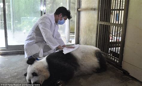 The Worlds Oldest Captive Giant Panda Has Died At The Age Of 37 More