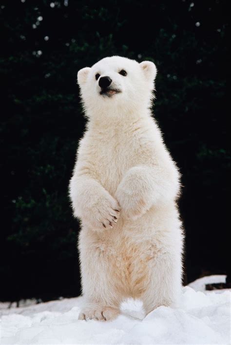 Polar Bear Cub Standing On Hind Feet Ken Graham Cute