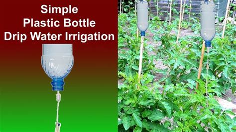Plastic Bottle Drip Water Irrigation Simple And Effective Water